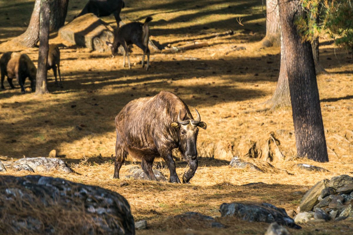 BHUTAN - ĐẤT NƯỚC HẠNH PHÚC (TN)